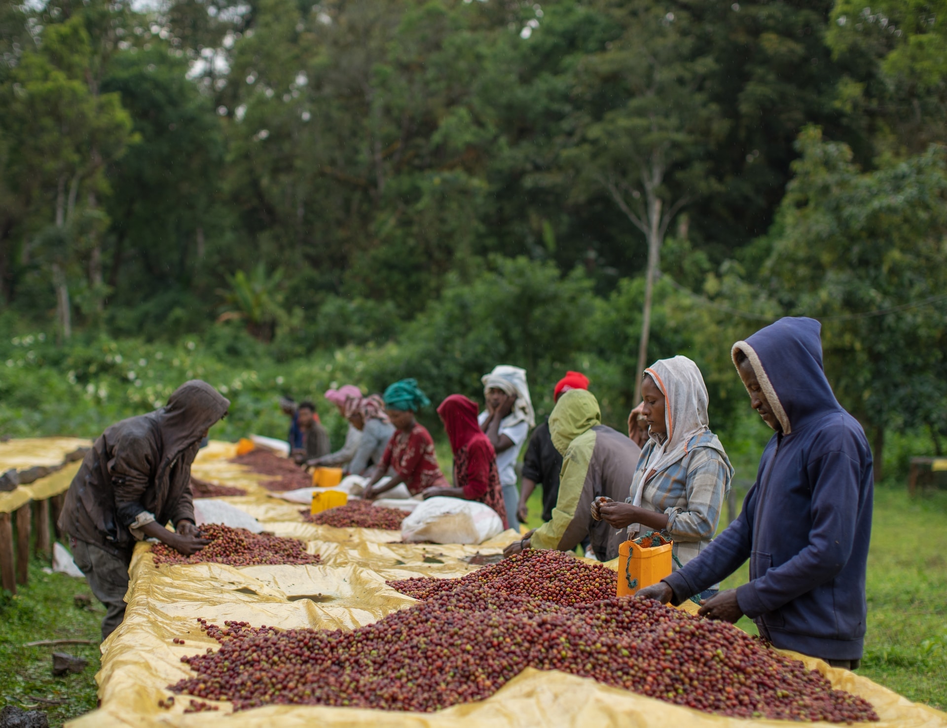 Specialty coffee plantation in Ethiopia